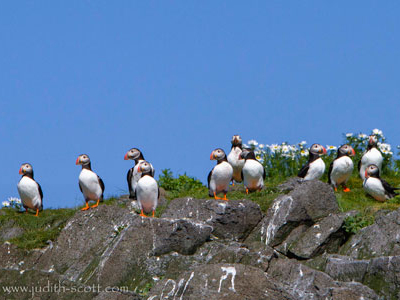 Papageientaucher-Island_(c)_Judith-Scott