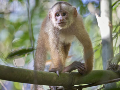 Foto-Pirsch im Tambopata-Regenwald zu den Kapuzineraffen