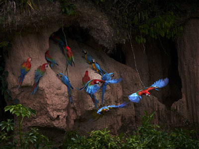 Naturreise zur Ara-Salzlecke im Regenwald von Peru