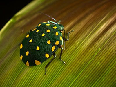 Farbenprächtige Käfer fotografieren im Tambopata-Regenwald, Peru