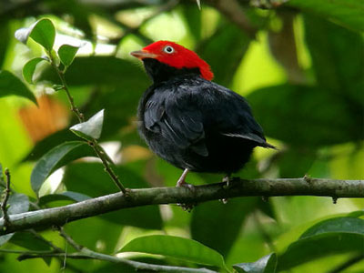 Vögel im Amazonas-Regenwald entdecken