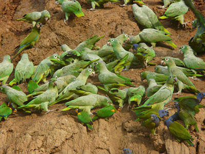 Auf Tambopata-Naturreise zur Salzlecke der Papageien