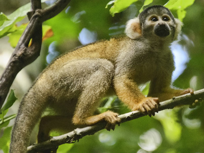 Reise zu den Totenkopfaffen im Tambopata-Reservat