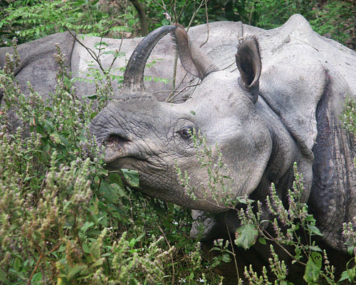 Panzernashorn