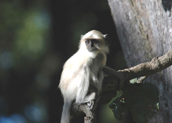 Hanuman-Langur