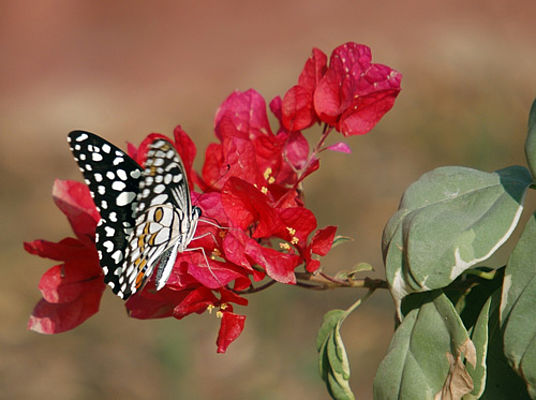Schmetterling an Bougainvillea