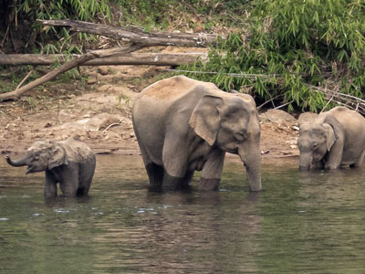 Elefanten in Indien