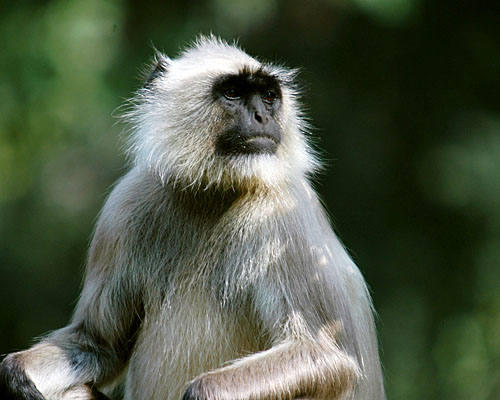 Grauer Langur (c) Dr. J. Trauttmansdorff