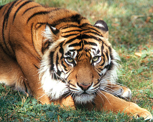 Tiger (c) Dr. Fritz Jantschke