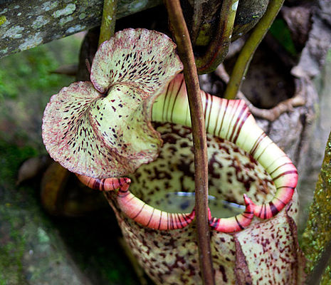 Kannenpflanze im Borneo-Regenwald, Kinabalu Nationalpark