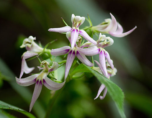 Borneo-Rundreise zur Orchideen-Blüte