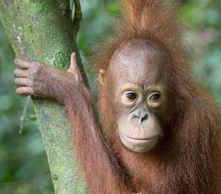 Orang Utans in Borneo am Kinabatangan Fluss