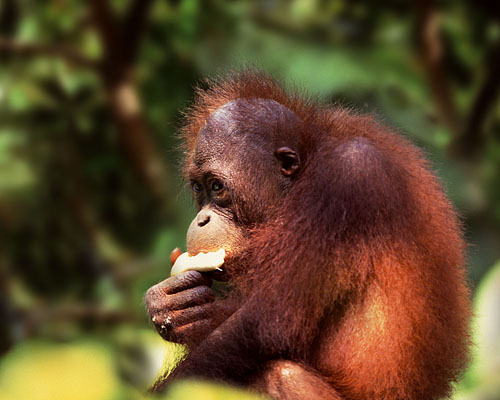 Borneo Orang Utans in Malaysia am Kinabatangan Fluss