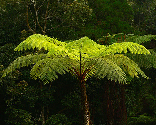 Auf Borneo-Reise die Pflanzenwelt entdecken