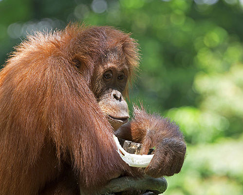 Erwachsener Orang-Utan im Reha-Zentrum Sepilok