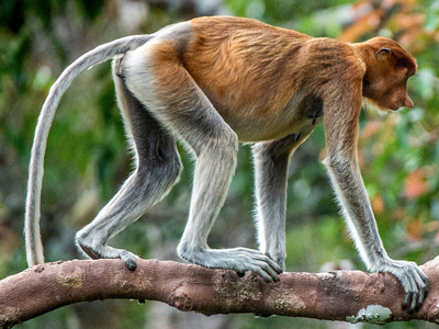 Nasenaffen im Bako Nationalpark, Borneo