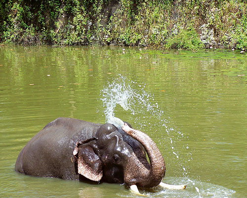 badender Elefant (c) Herbert Hoffmann