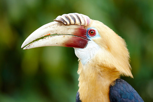 Papua-Hornvogel im Regenwald