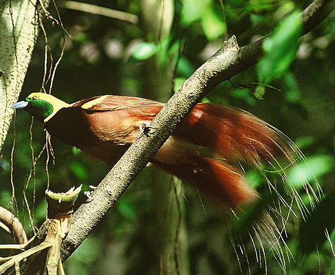 Raggi-Paradiesvogel im Tari-Hochland von Papua