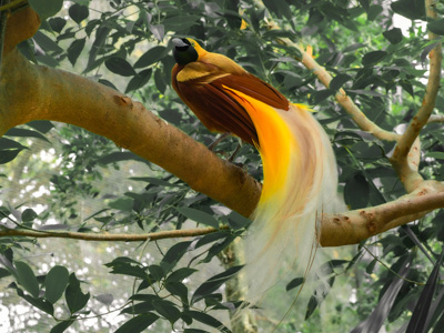 Paradiesvogel in seiner Heimat Papua-Neuguinea