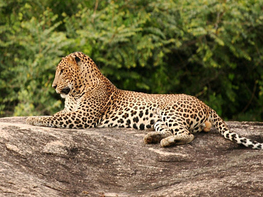 Leopard im Yala-Park