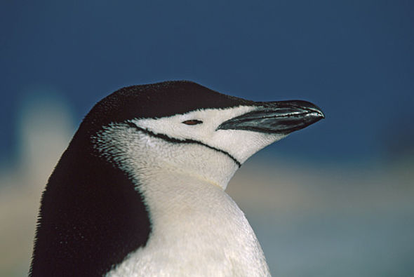 Zügelpinguin