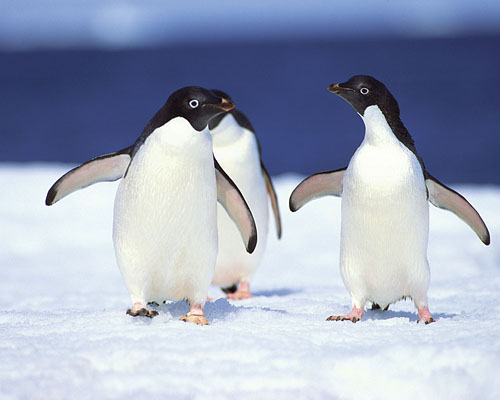 Adelie-Pinguine (c) Herbert Hoffmann