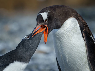 Die Pinguine der Antarktis entdecken