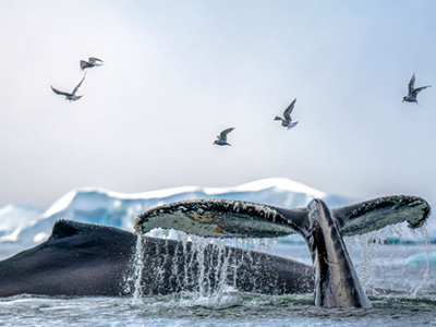 Die Wale der Antarktis entdecken