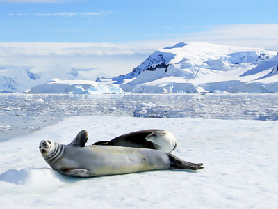 Reise zu den Robben der Antarktis