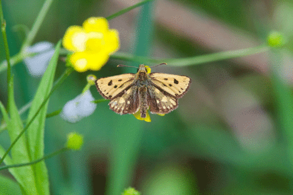 Carterocephalus-silvicola