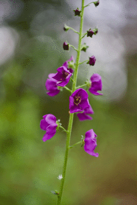 Verbascum-phoeniceum