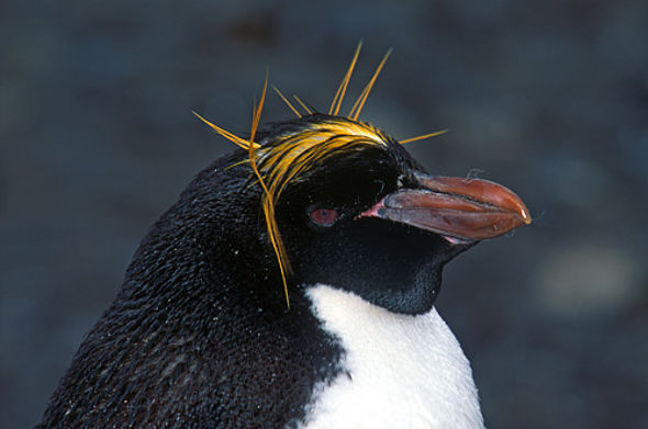 Goldschopf-Pinguin (c) F. Banfi