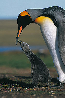 Königspinguin mit Küken