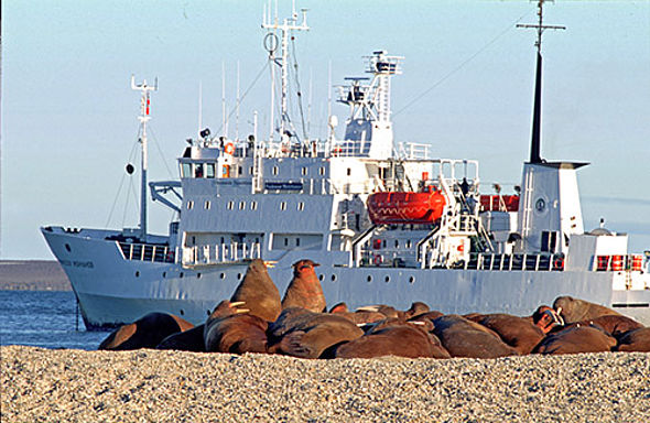 Walrosse vor dem Expeditionsschiff