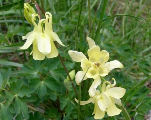 Aquilegia aurea