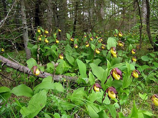 Cypripedium