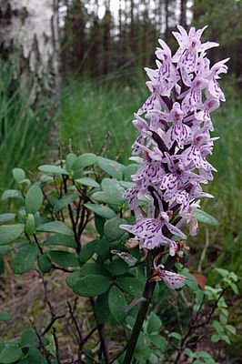 Dactylorhiza maculata