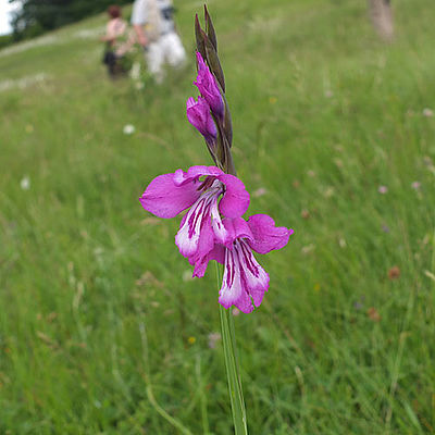 Gladiolus italica