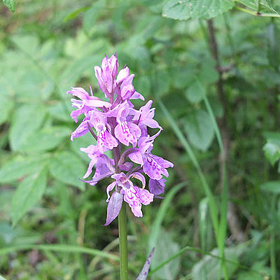 orchis amblyoloba