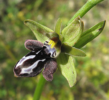 Ophrys cretica (c) H. Heitz