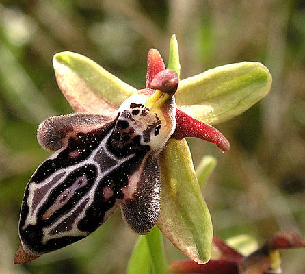 Ophrys ariadnae (c) H. Heitz