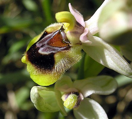 Ophrys tenthredinefera (c) H. Heitz