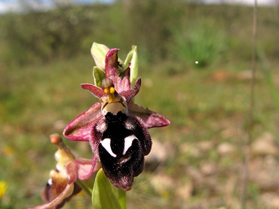 Ophrys reinholdii