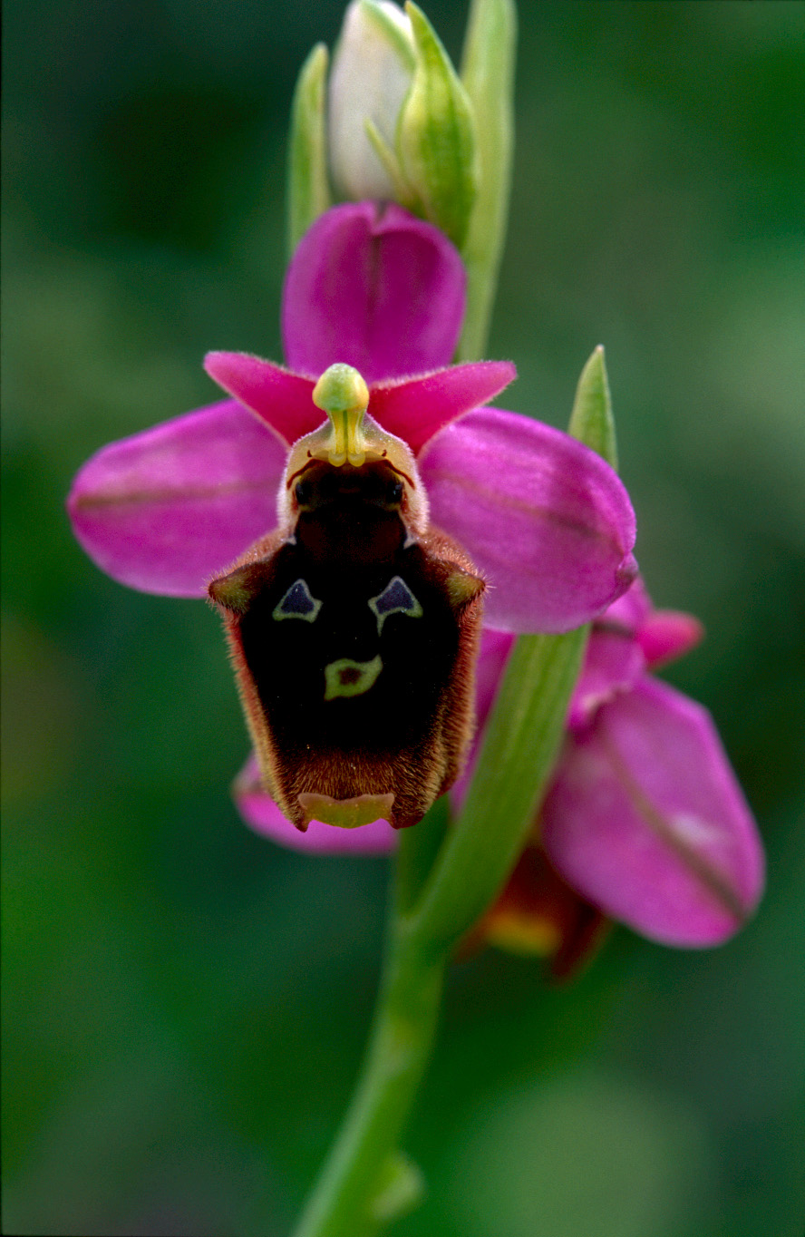Ophrys thesii