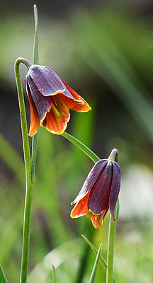 Fritillaria drenovskii (c) A. Wirth