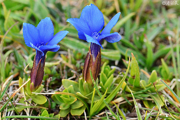 Gentiana verna subsp balcanica