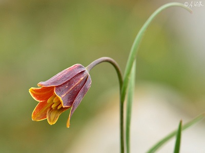 Fritillaria drenovski