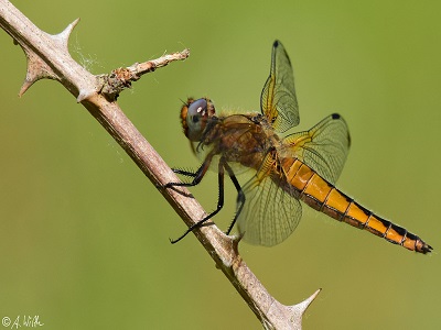 Libellula fulva