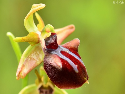 Ophrys mammosa